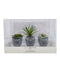 Lucky Brand Set of 3 Multi Succulents