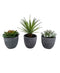 Lucky Brand Set of 3 Multi Succulents